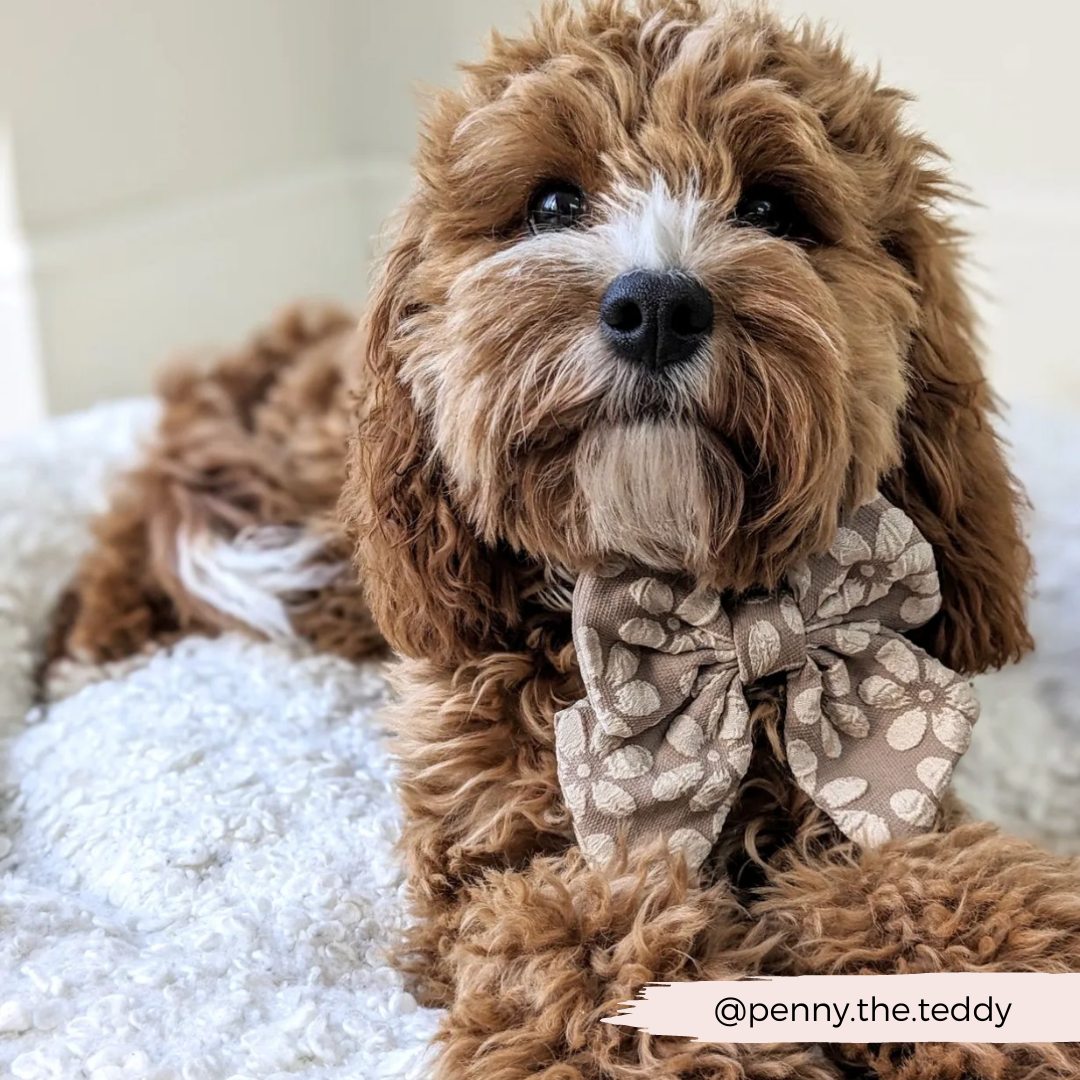 Luxe Sailor Bow Tie - Mocha Flower