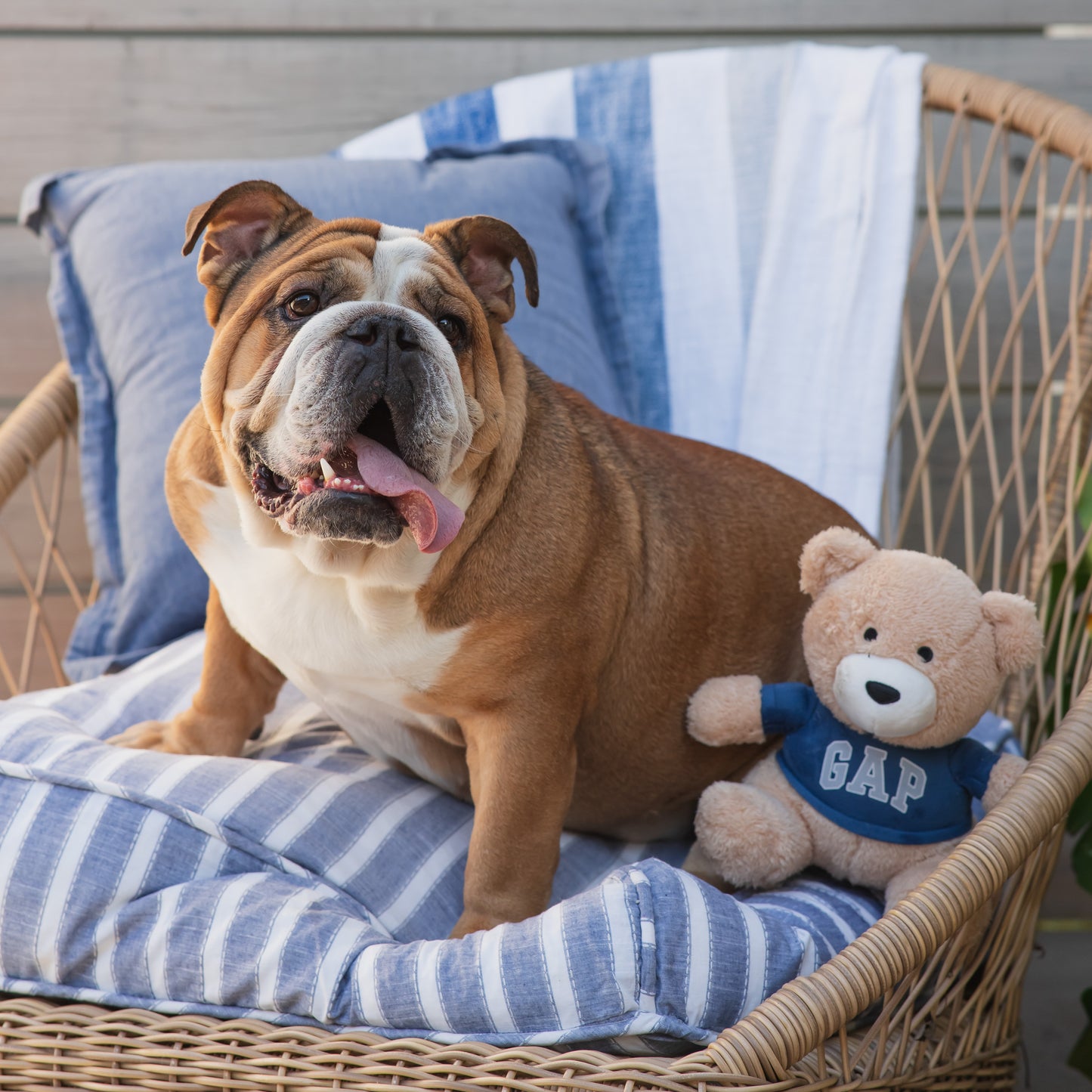 Teddy Bear with Squeaker Gap Pet Toy