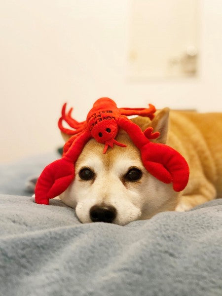 Mighty Lobster Plush Dog Toy