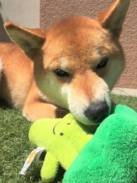 Broccoli Plush Dog Toy