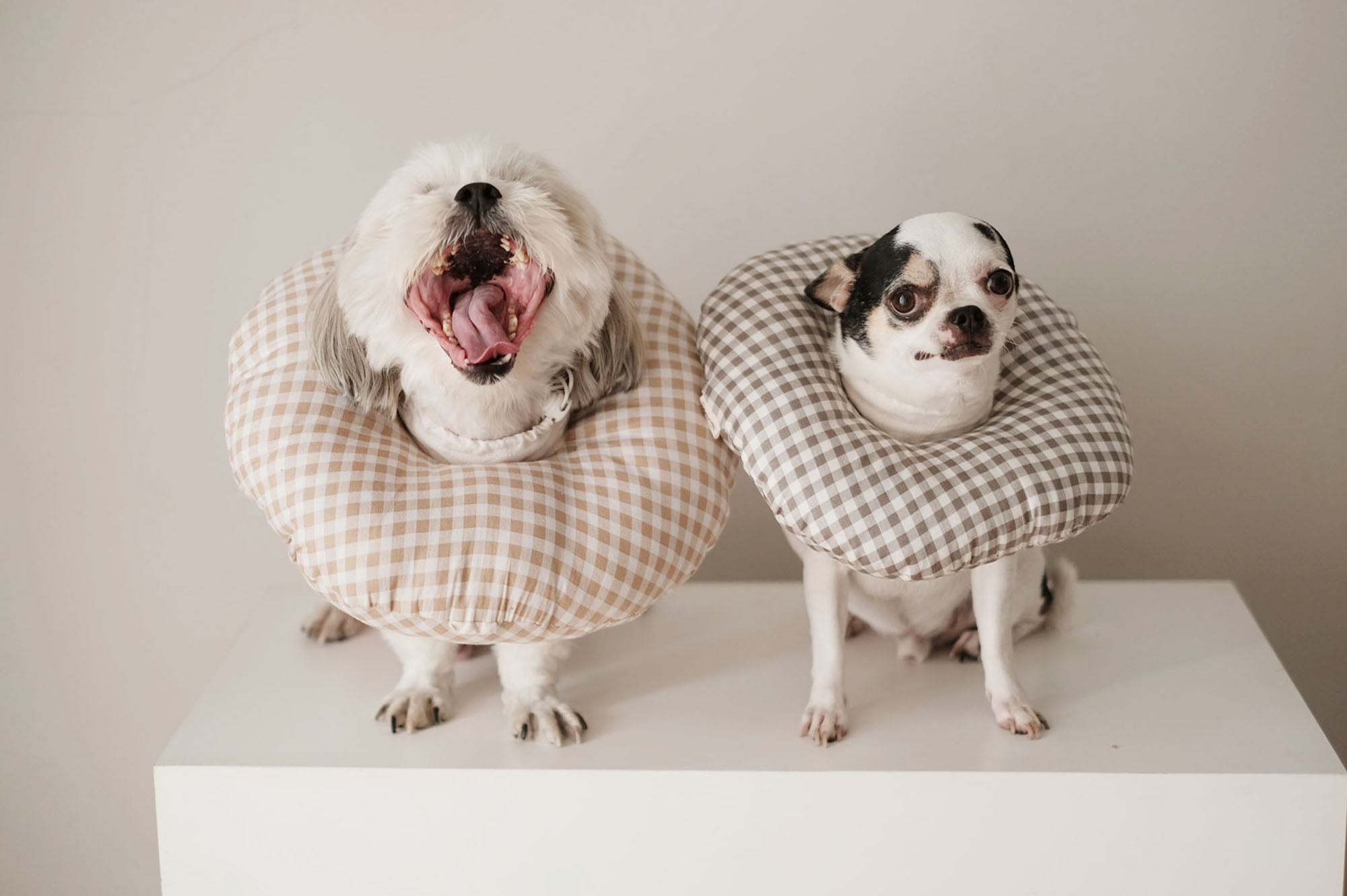 Dog with outlet donut pillow